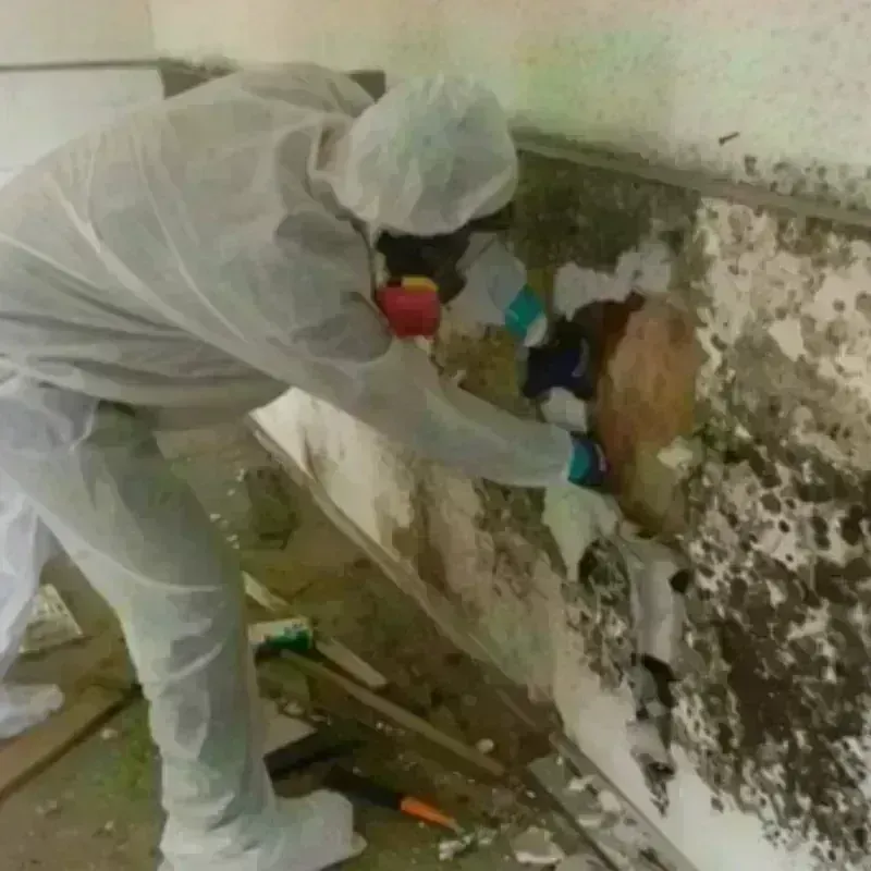 Mold Remediation and Removal in Homewood, IL